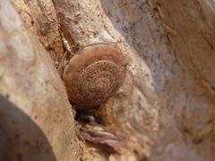 Quantula