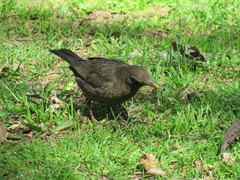 Turdus merula