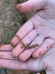 Eurycea chamberlaini