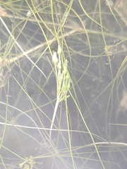 Ruppia drepanensis