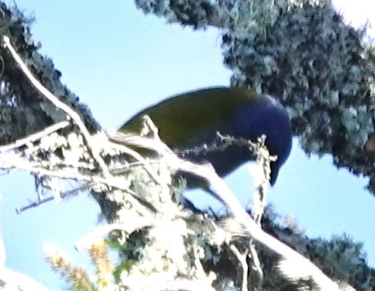 Blue-capped Tanager