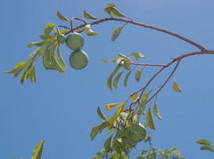 Capparis canescens