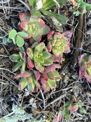 Dudleya caespitosa