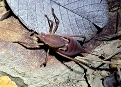 Spinapecta