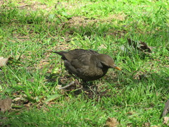 Turdus merula