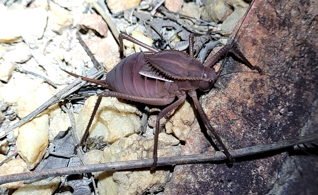 Spinapecta