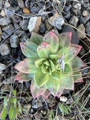 Dudleya caespitosa