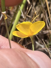 Eschscholzia lobbii