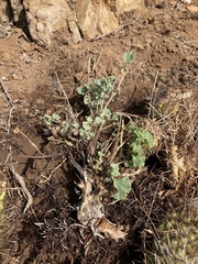 Sphaeralcea obtusiloba
