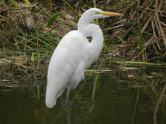 Ardea alba