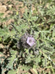 Phacelia cicutaria hispida