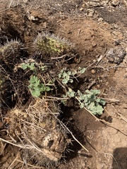 Sphaeralcea obtusiloba
