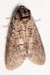 Discophlebia celaena