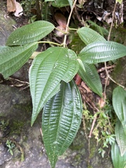 Miconia laevigata