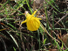 Narcissus obesus