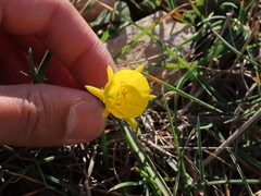 Narcissus obesus