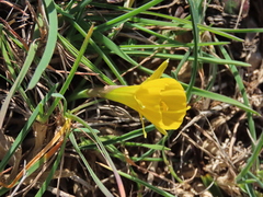 Narcissus obesus