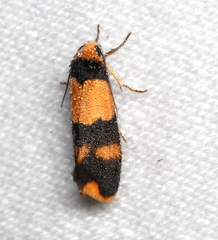 Stenoscaptia venusta