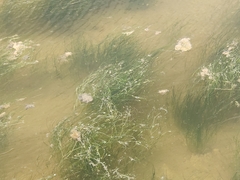 Ruppia drepanensis