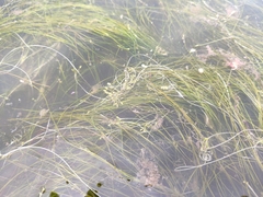 Ruppia drepanensis