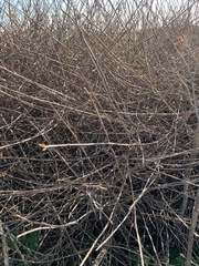 Toxicodendron diversilobum