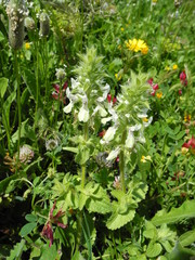 Stachys ocymastrum