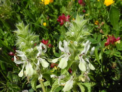 Stachys ocymastrum