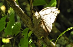 Eryphanis automedon