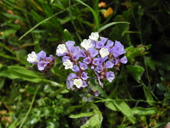 Limonium sinuatum