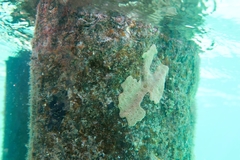 Didemnum psammatodes