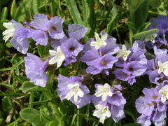 Limonium sinuatum