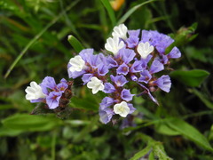 Limonium sinuatum