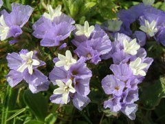 Limonium sinuatum