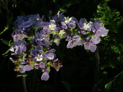 Limonium sinuatum