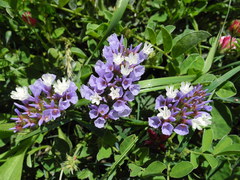 Limonium sinuatum