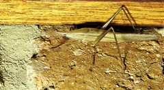 Pseudorhynchus lessonii