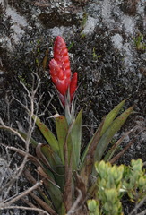Tillandsia romeroi
