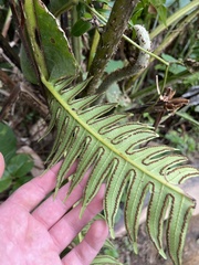 Cyathea horrida