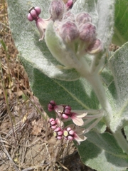 Asclepias californica