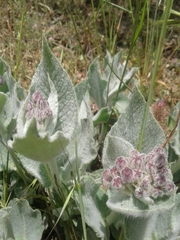 Asclepias californica