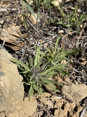 Cordylanthus rigidus rigidus