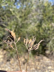 Cordylanthus rigidus rigidus