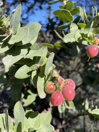 Image of Arctostaphylos refugioensis by (c) Matt Berger, some rights reserved (CC BY)