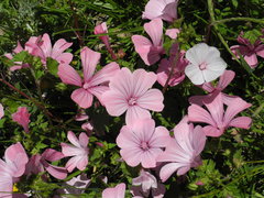 Malva trimestris