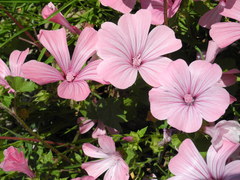 Malva trimestris