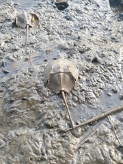 Carcinoscorpius rotundicauda