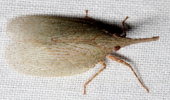 Rentinus dilatatus