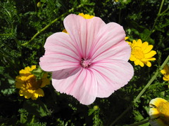 Malva trimestris