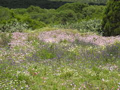 Malva trimestris