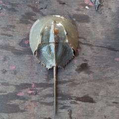Carcinoscorpius rotundicauda